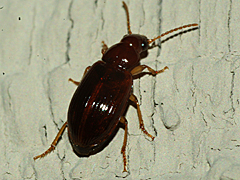 Ground Beetle